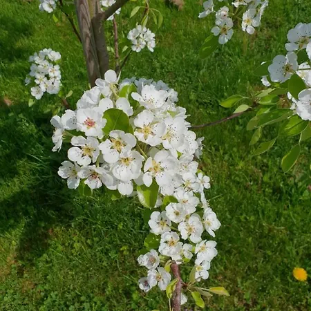 Deutsches Eck - Bayerischer Hof * Ruedesheim am Rhein