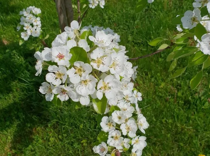 Deutsches Eck - Bayerischer Hof * 吕德斯海姆